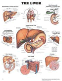 Liver Anatomical Chart Laminated