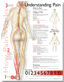 Understanding Pain Anatomical Chart Paper Unmounted Paper Chart