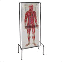 Thin Man Anatomy Overlay Chart