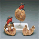 Clinical Imaging of the Small Intestine