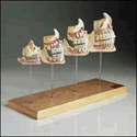 Teeth and Jaw Development Set