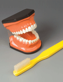 Flossing and Brushing Teaching Model