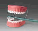 Giant Tooth Brushing Model