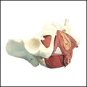 Composite Pelvis and Pelvic Floor