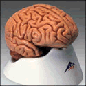 Classic Five-Part Brain