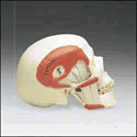 T.M.J. Skull