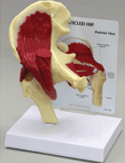 Muscled Hip Joint Model