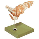 Functional Model of the Foot and Ankle