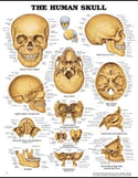 Human Skull Anatomical Chart Laminated