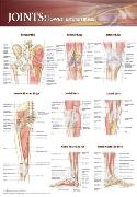 Joints of the Lower Extremities Anatomical Chart Laminated