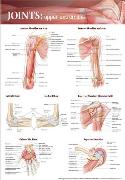 Joints of the Upper Extremities Anatomical Chart Laminated
