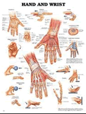 Hand and Wrist Anatomical Chart Laminated