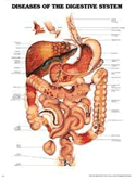 Diseases of the Digestive System Anatomical Chart Laminated