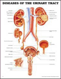 Diseases of the Urinary Tract Anatomical Chart Laminated