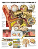 Ear: Organs of Hearing and Balance Anatomical Chart Laminated