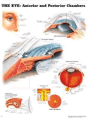 Eye: Anterior and Posterior Chambers Laminated
