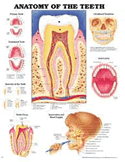 Anatomy of the Teeth Anatomical Chart Laminated