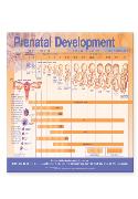 Prenatal Development Anatomical Chart Laminated